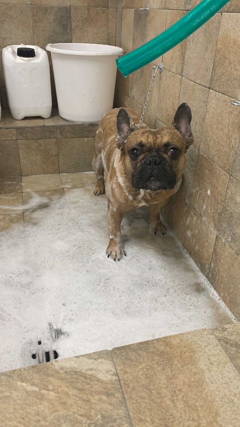 BaubauSalon - Foto 3