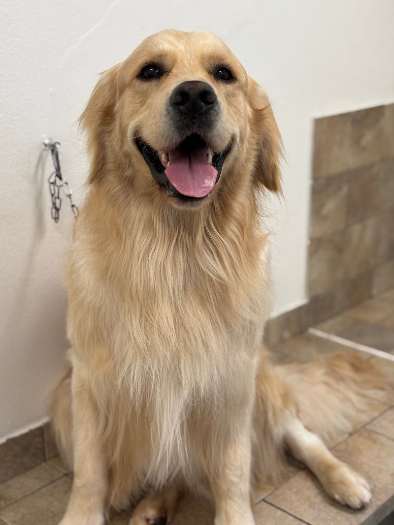 BaubauSalon - Foto 4