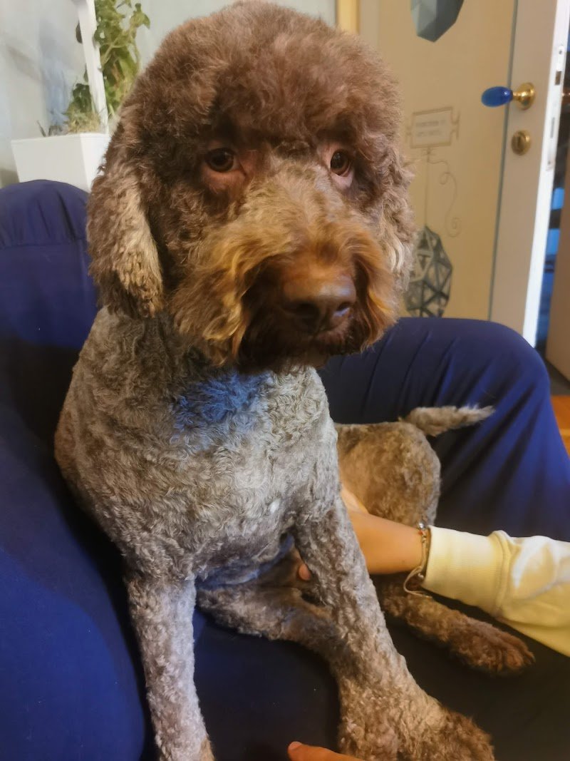 BaubauSalon - Foto 6