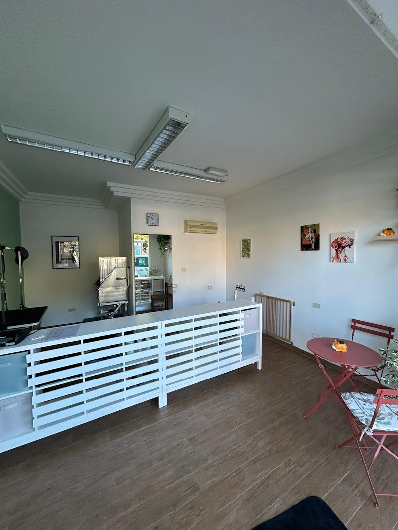 BauBello Toelettatura - Foto 3