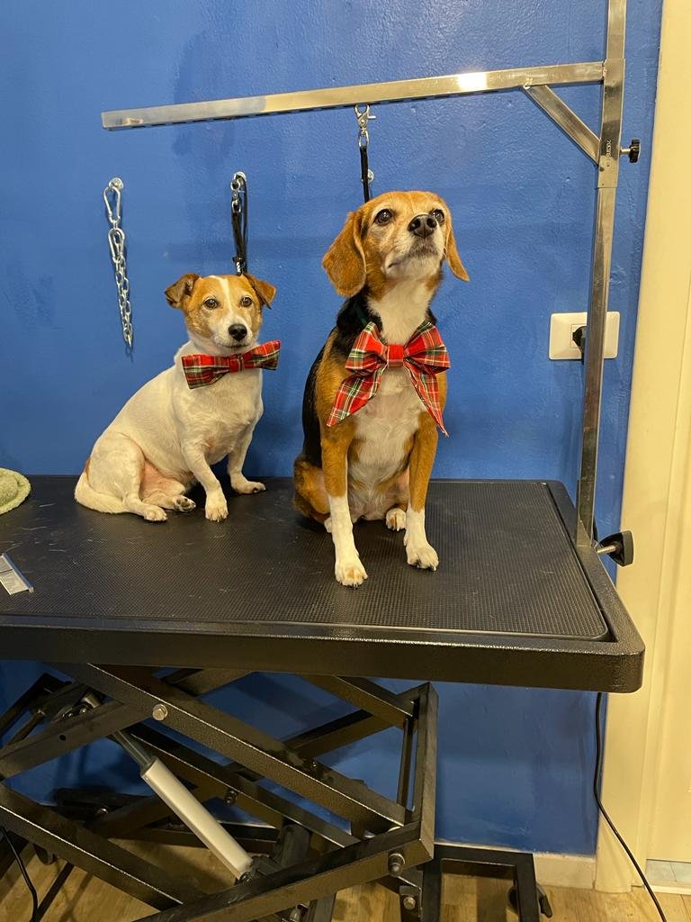 Baububbles - Toelettatura Professionale - Foto 1