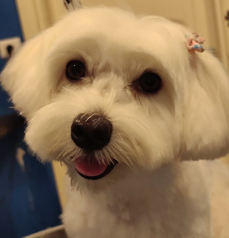 Baububbles - Toelettatura Professionale - Foto 4