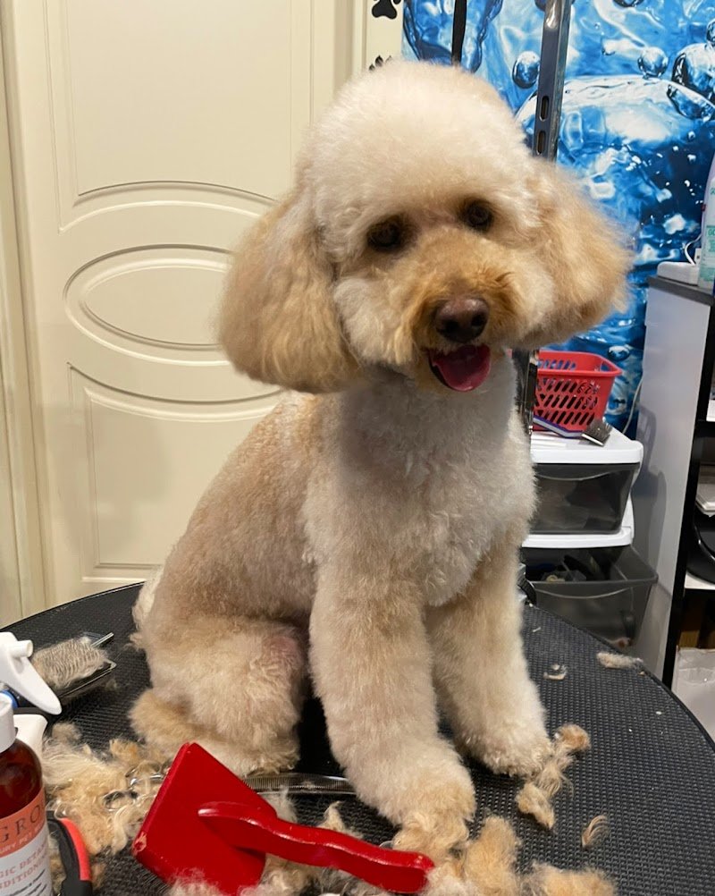 Baububbles - Toelettatura Professionale - Foto 6