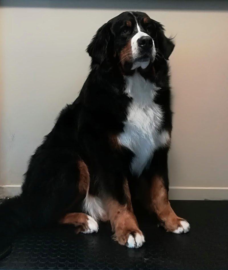 Bautiful Cinisello Balsamo - Foto 2