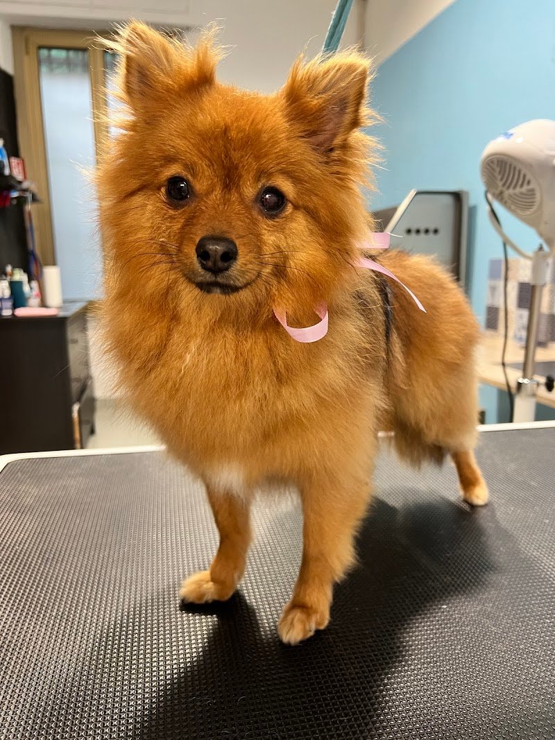 Bautiful Sesto San Giovanni - Foto 5