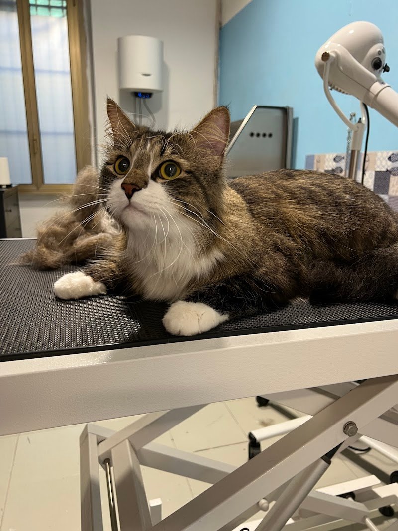 Bautiful Sesto San Giovanni - Foto 6