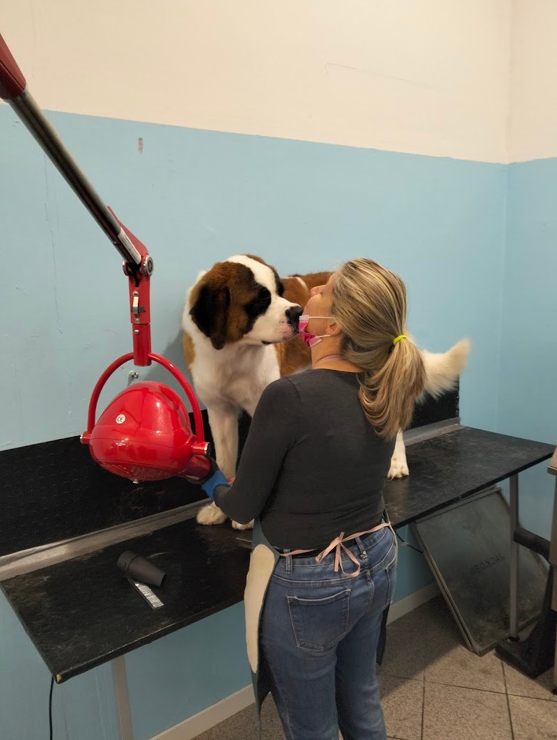 Bautiful toelettatura Pavia - Foto 3