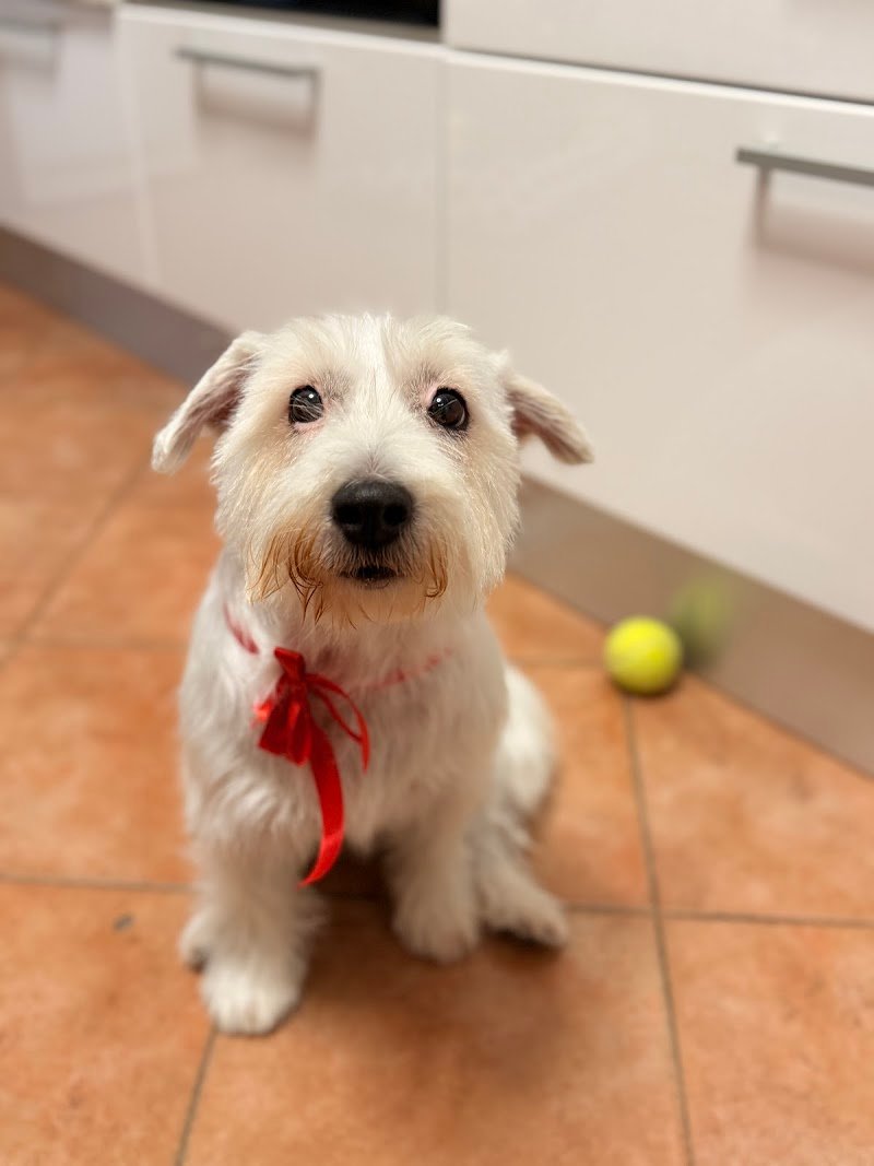 Bautiful toelettatura Pavia - Foto 4