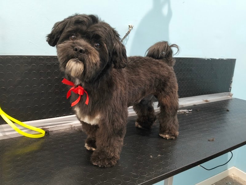 Bautiful toelettatura Pavia - Foto 5