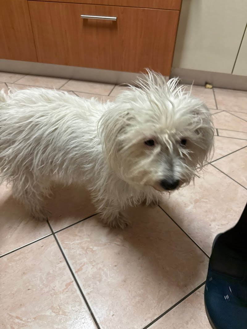 Bautiful toelettatura Pavia - Foto 6