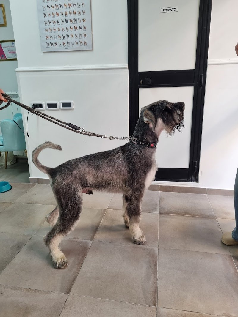 Bautiful Toelettatura - Foto 4