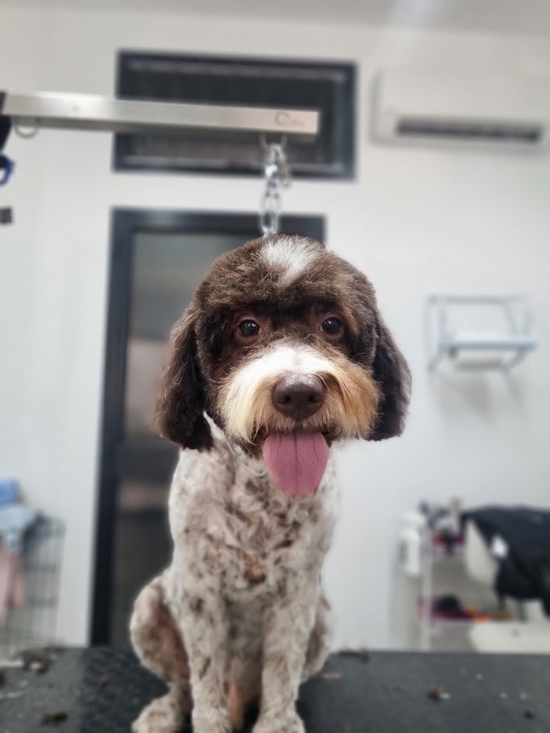 Bautiful Toelettatura - Foto 5