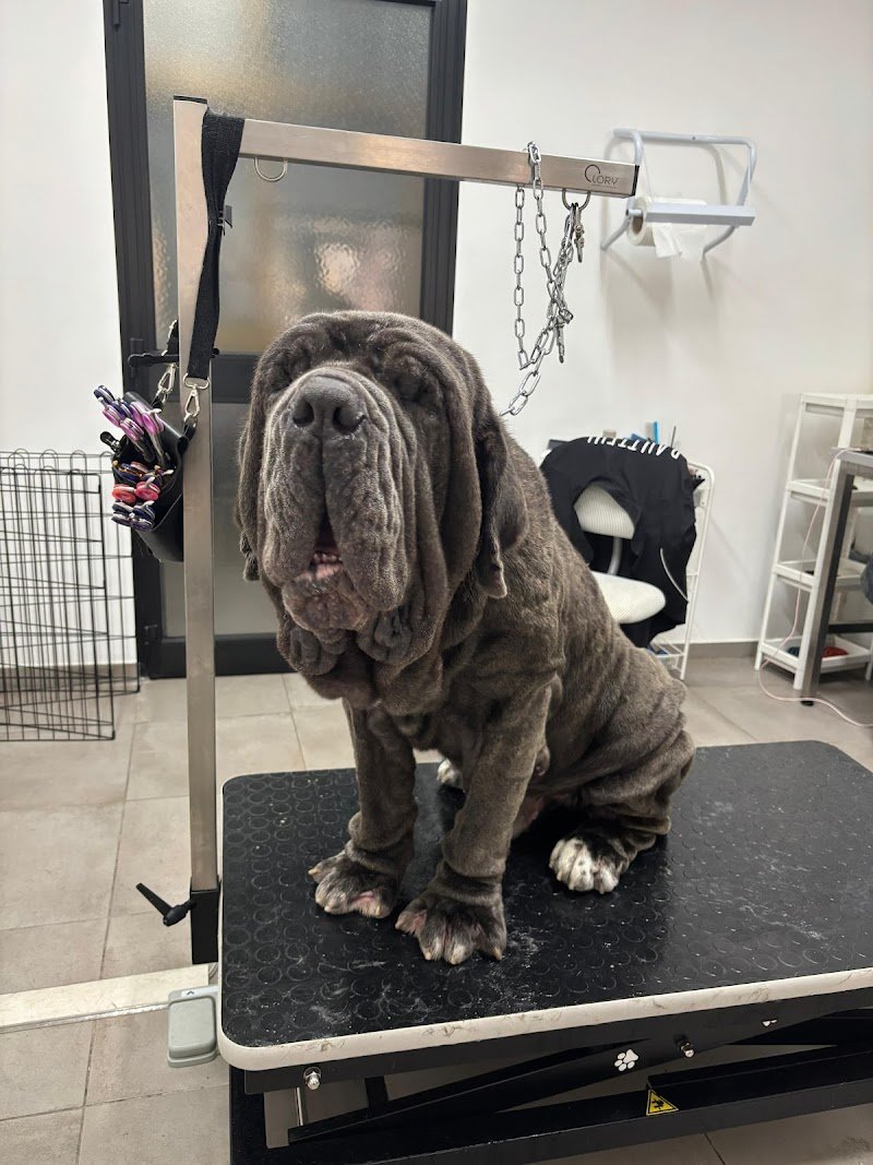 Bautiful Toelettatura - Foto 6