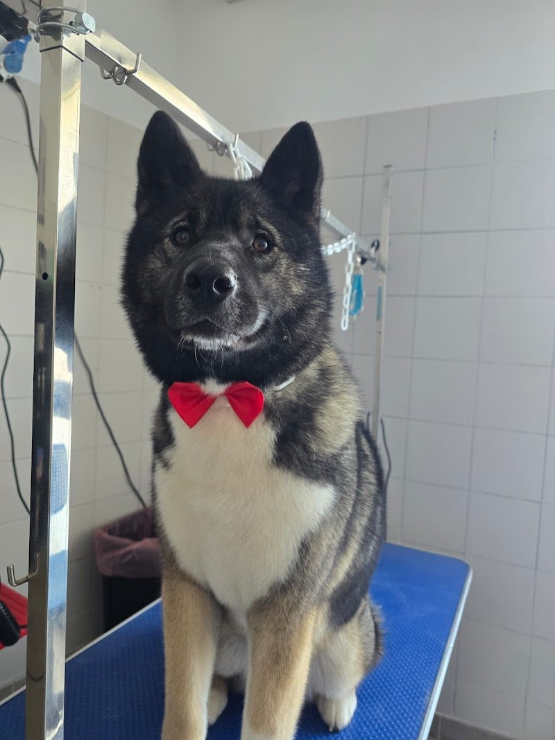 Bautique Forli-Toelettatura cani - Foto 3