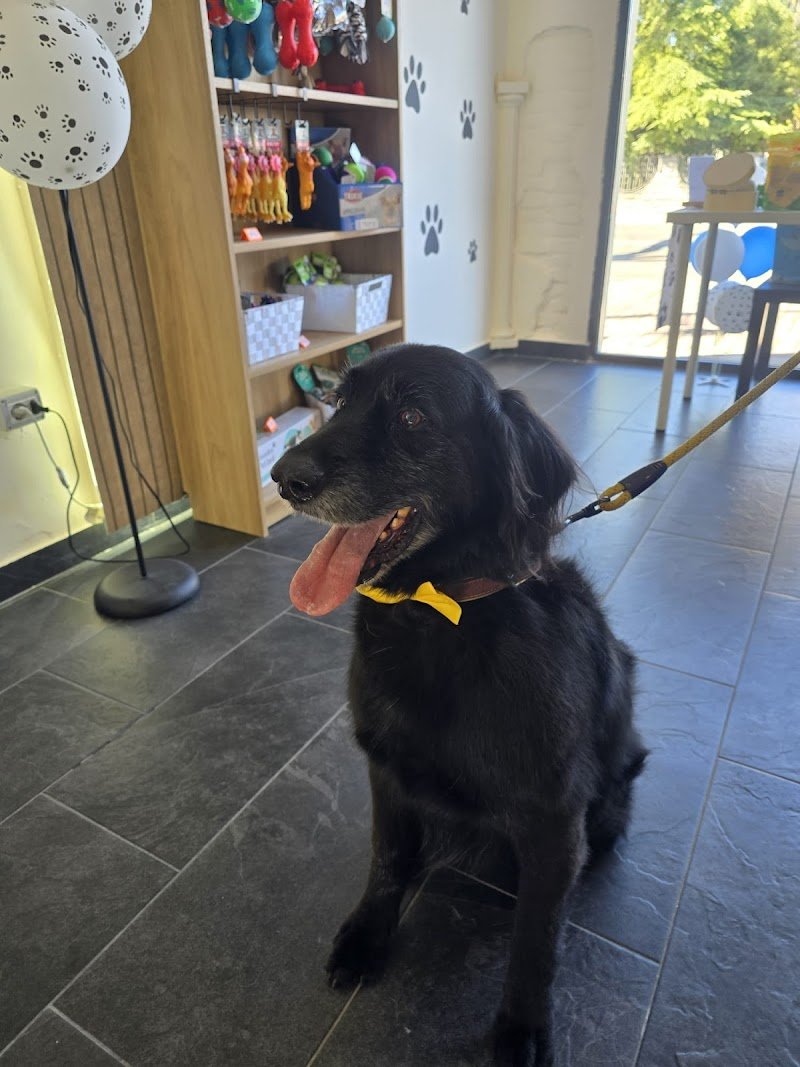 Bautique Forli-Toelettatura cani - Foto 6