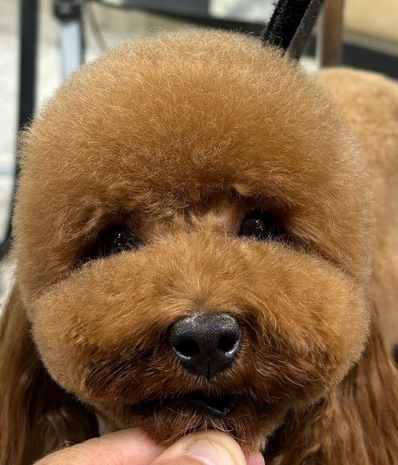 Bautique Grooming & Spa Toelettatura cani - Foto 1