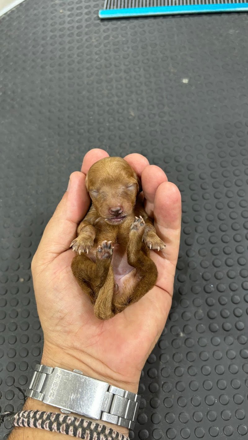 Bautique Grooming & Spa Toelettatura cani - Foto 5