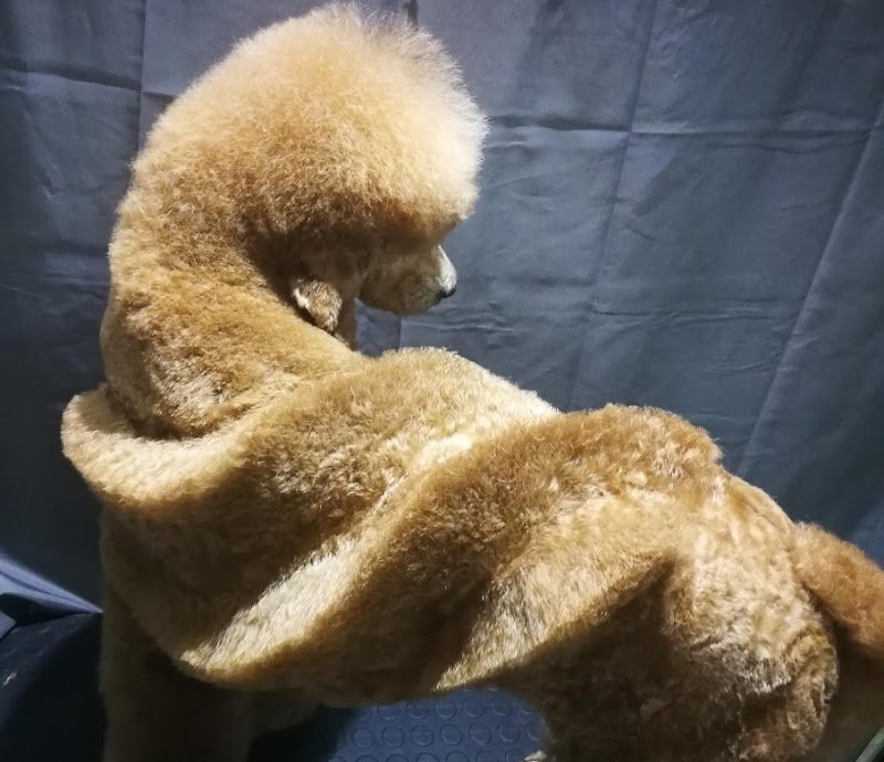 Bautique Grooming & Spa Toelettatura cani - Foto 6