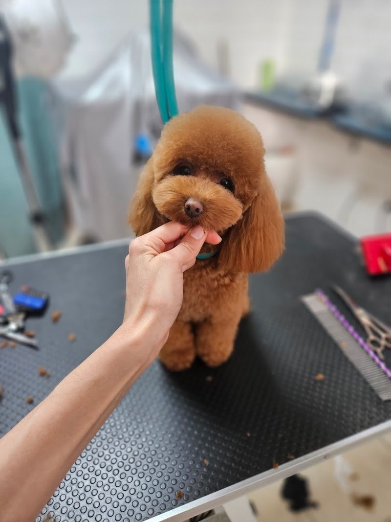 BAUtique Toelettatura di Veronica Recupero - Foto 1