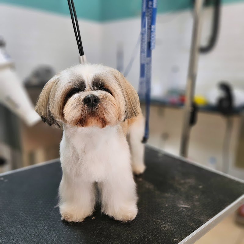 BAUtique Toelettatura di Veronica Recupero - Foto 2