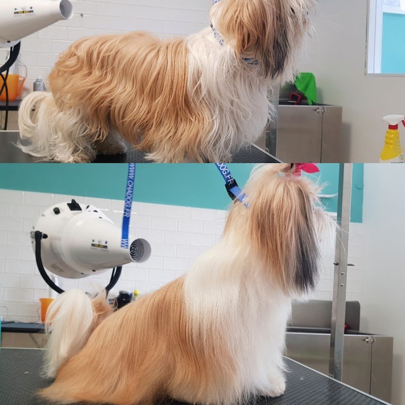 BAUtique Toelettatura di Veronica Recupero - Foto 3