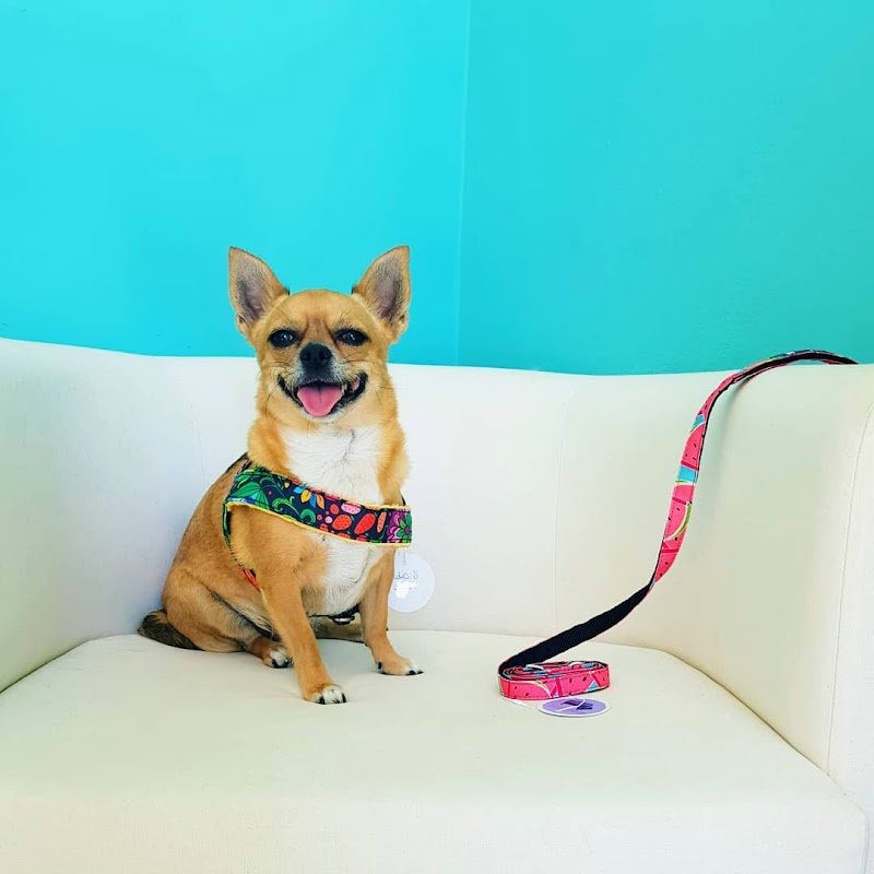 BAUtique Toelettatura di Veronica Recupero - Foto 4