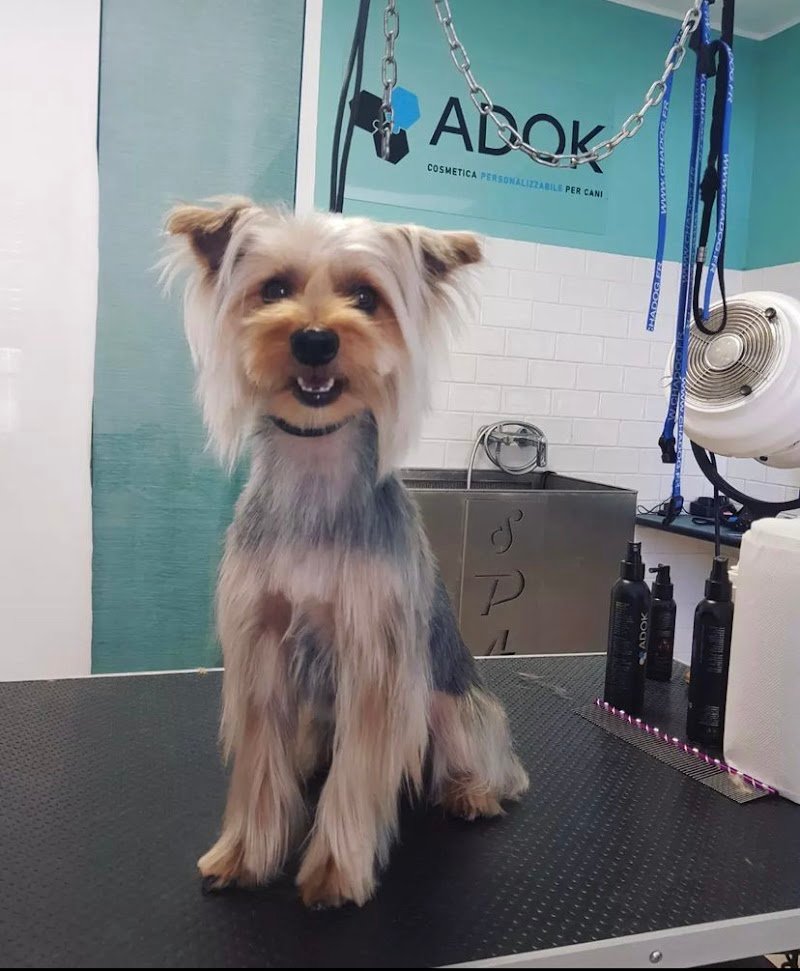 BAUtique Toelettatura di Veronica Recupero - Foto 5