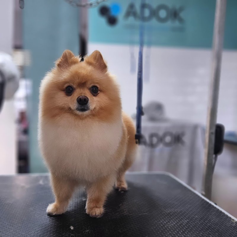 BAUtique Toelettatura di Veronica Recupero - Foto 6