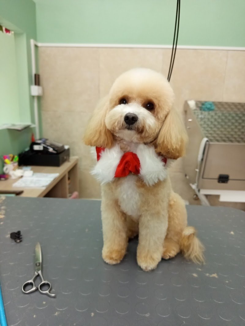 BAUtique Toelettatura - Foto 1