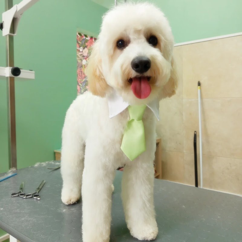 BAUtique Toelettatura - Foto 3