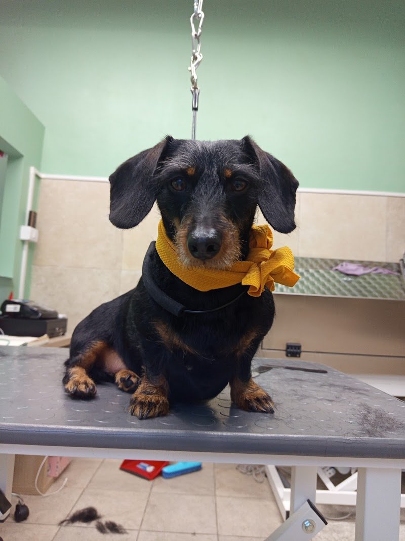 BAUtique Toelettatura - Foto 4