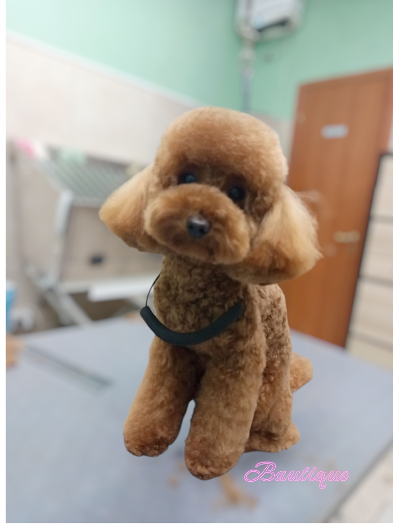 BAUtique Toelettatura - Foto 5