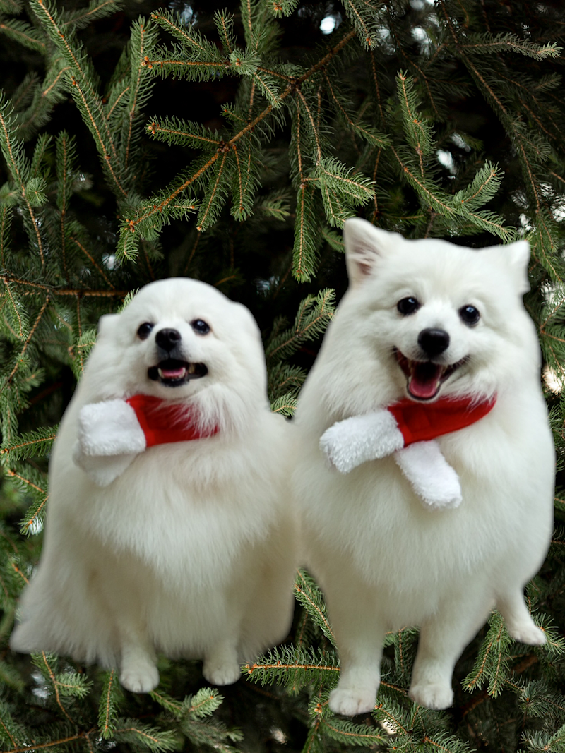 BAUtique Toelettatura - Foto 6