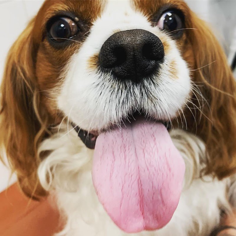 BauWow Animal Beauty Center - Foto 4