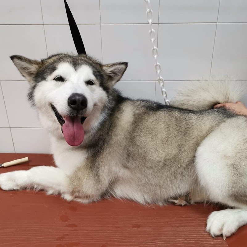 BauWow Animal Beauty Center - Foto 2