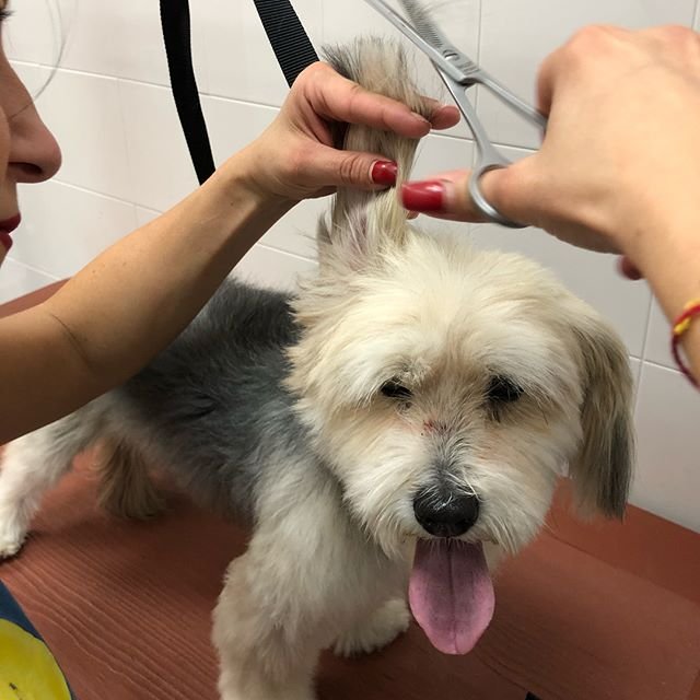 BauWow Animal Beauty Center - Foto 3