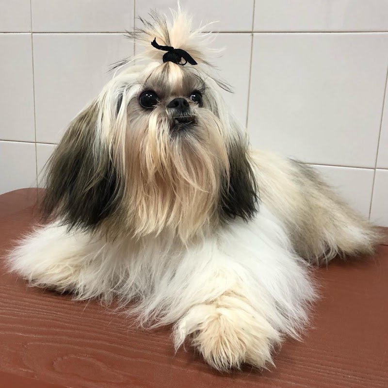 BauWow Animal Beauty Center - Foto 5