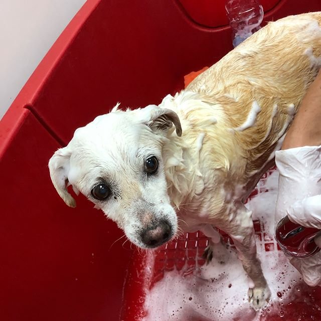 BauWow Animal Beauty Center - Foto 6