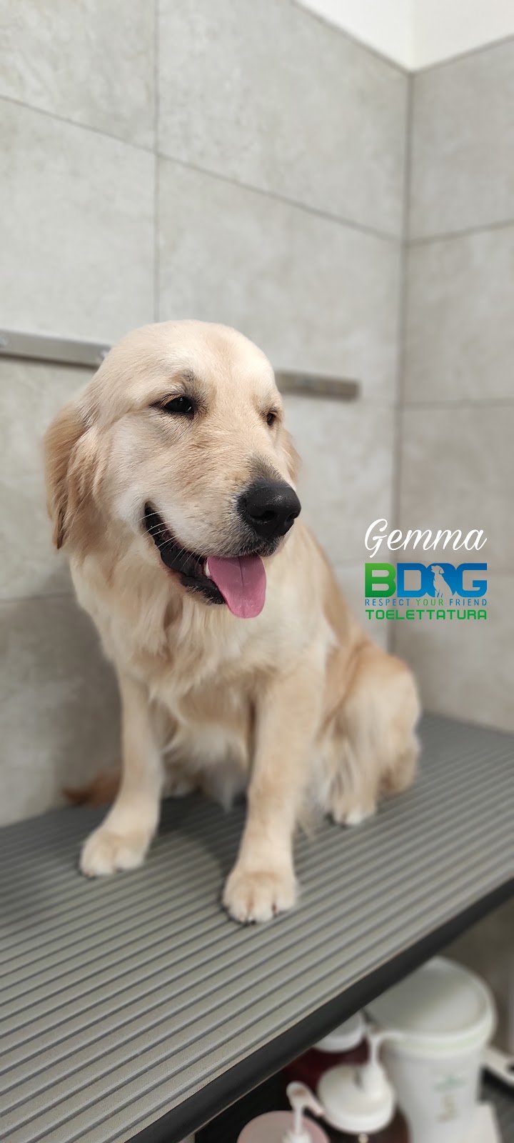 Bdog Toelettatura - Foto 2