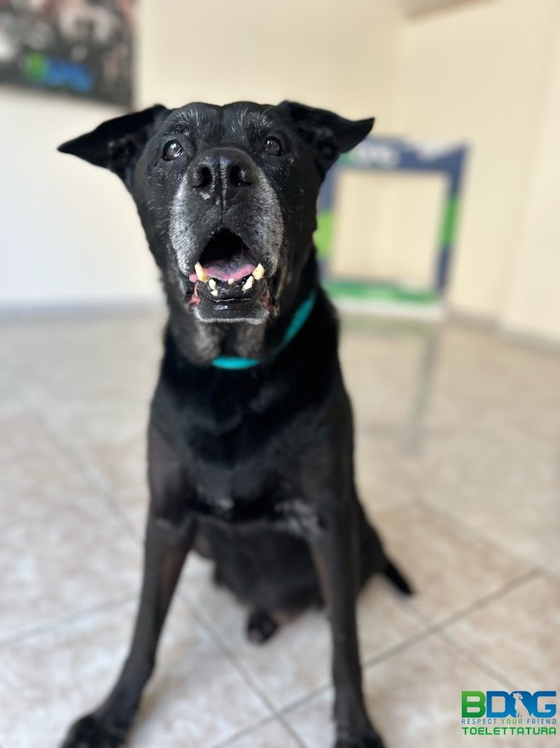 Bdog Toelettatura - Foto 4