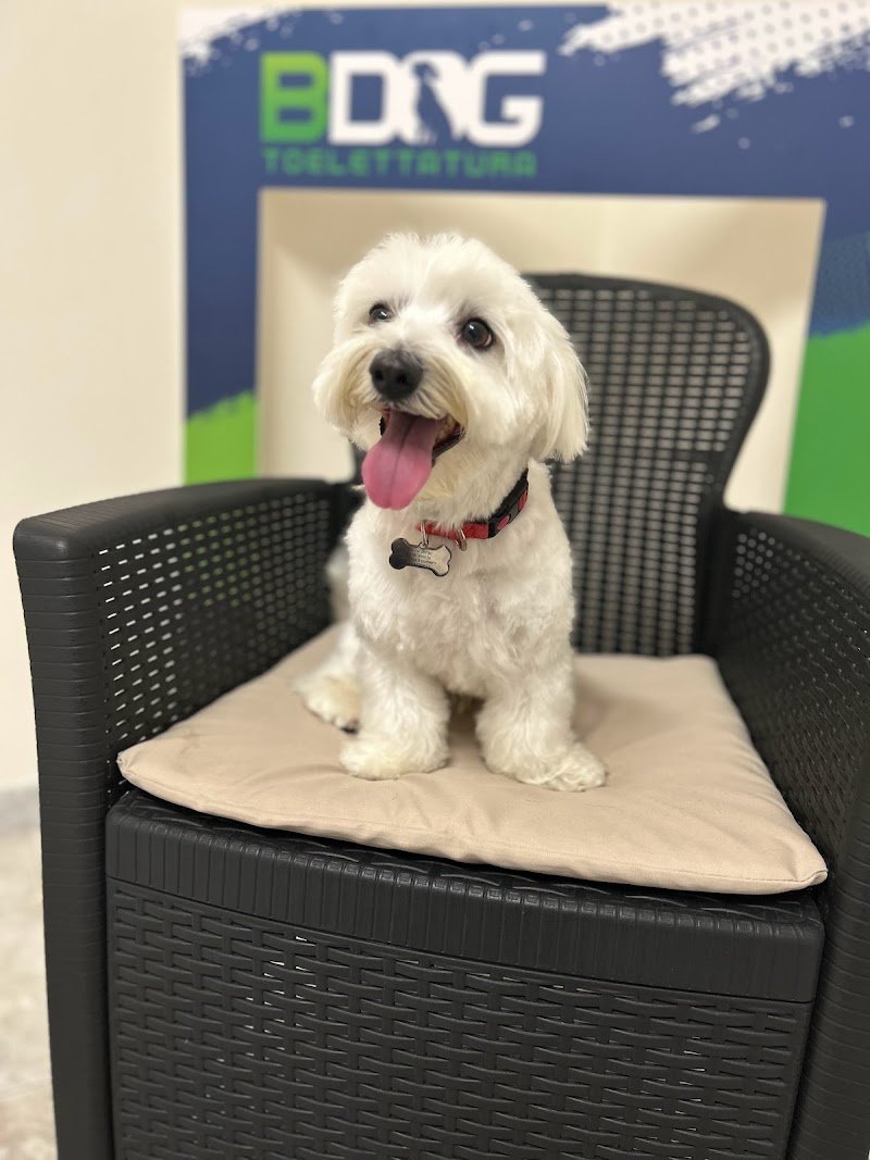 Bdog Toelettatura - Foto 5