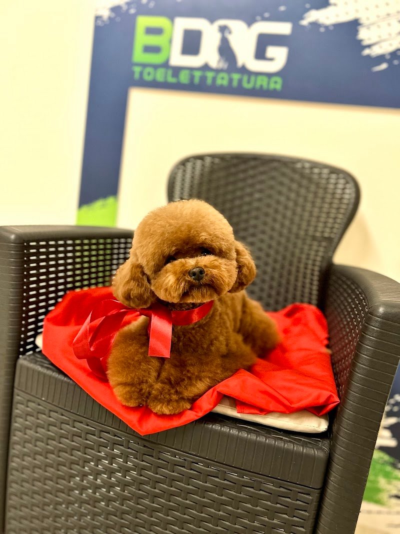 Bdog Toelettatura - Foto 6