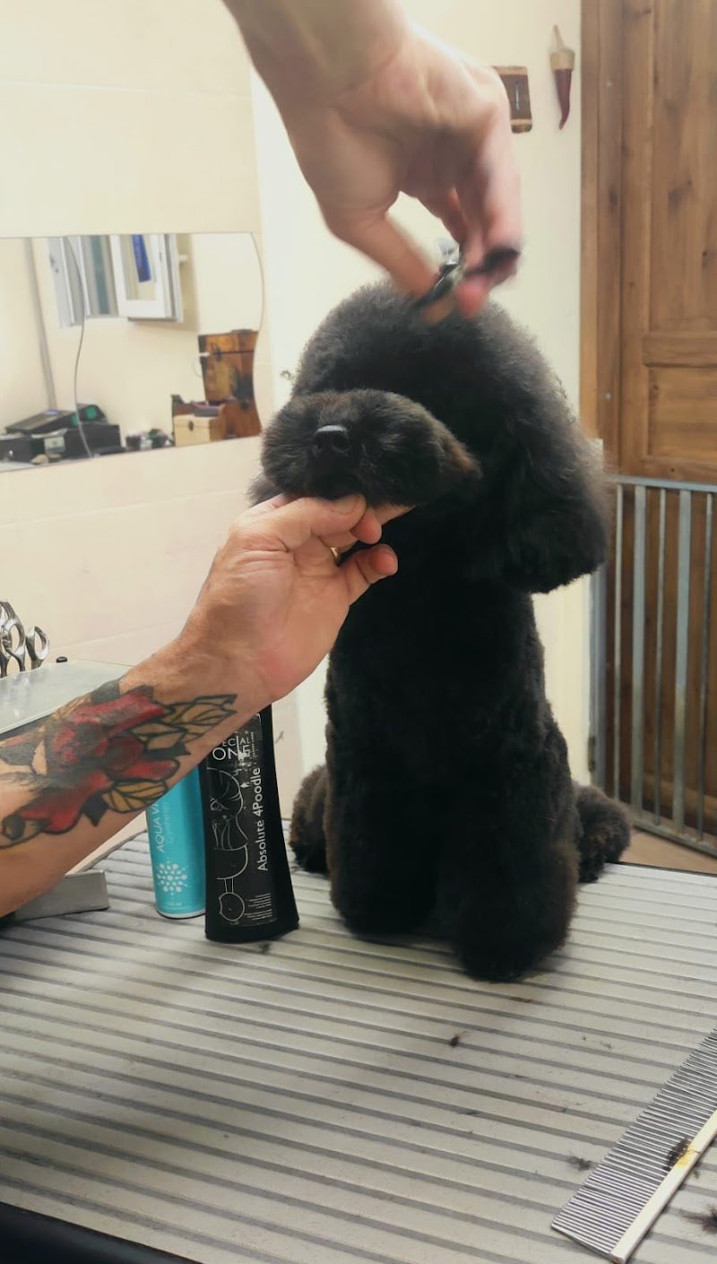 Be Dog di Giuseppe di fiore - Foto 5