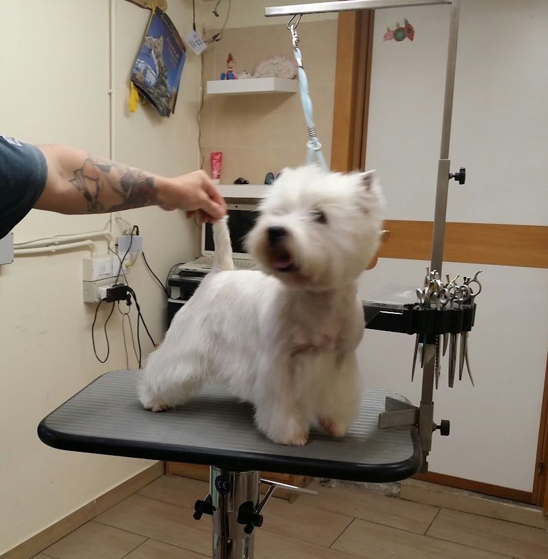 Be Dog di Giuseppe di fiore - Foto 1