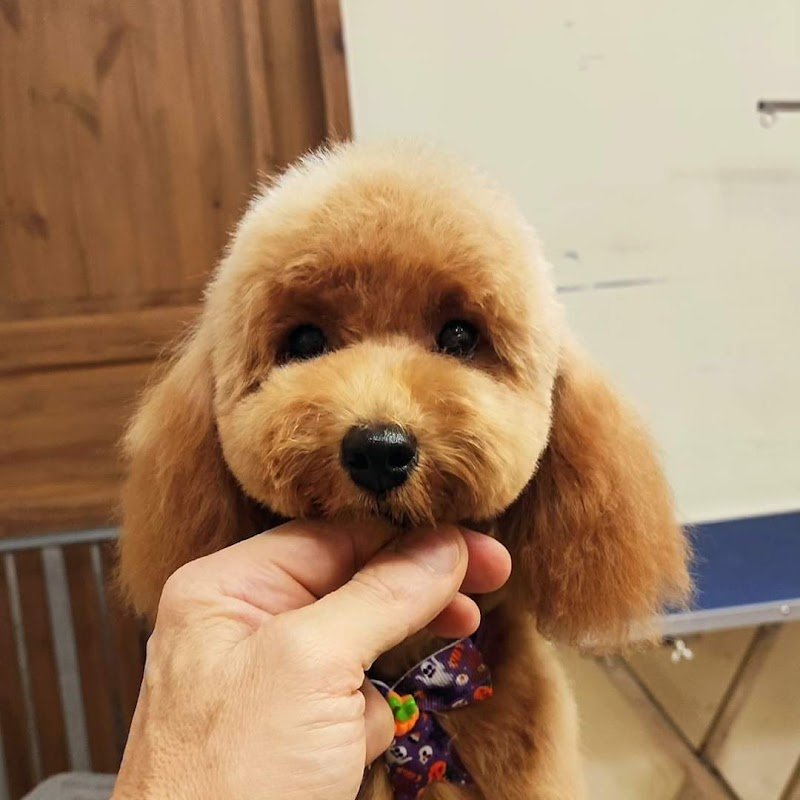 Be Dog di Giuseppe di fiore - Foto 2