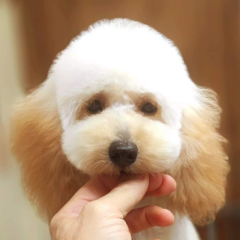 Be Dog di Giuseppe di fiore - Foto 4