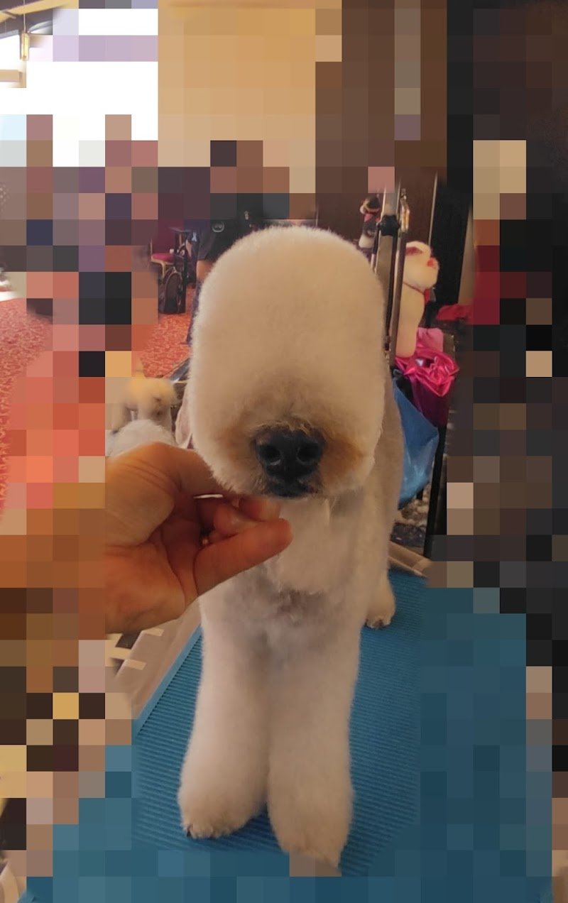 Be Dog di Giuseppe di fiore - Foto 6