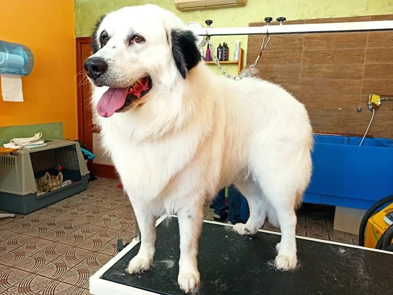 BeaBau | Toelette per cani e gatti - Foto 1