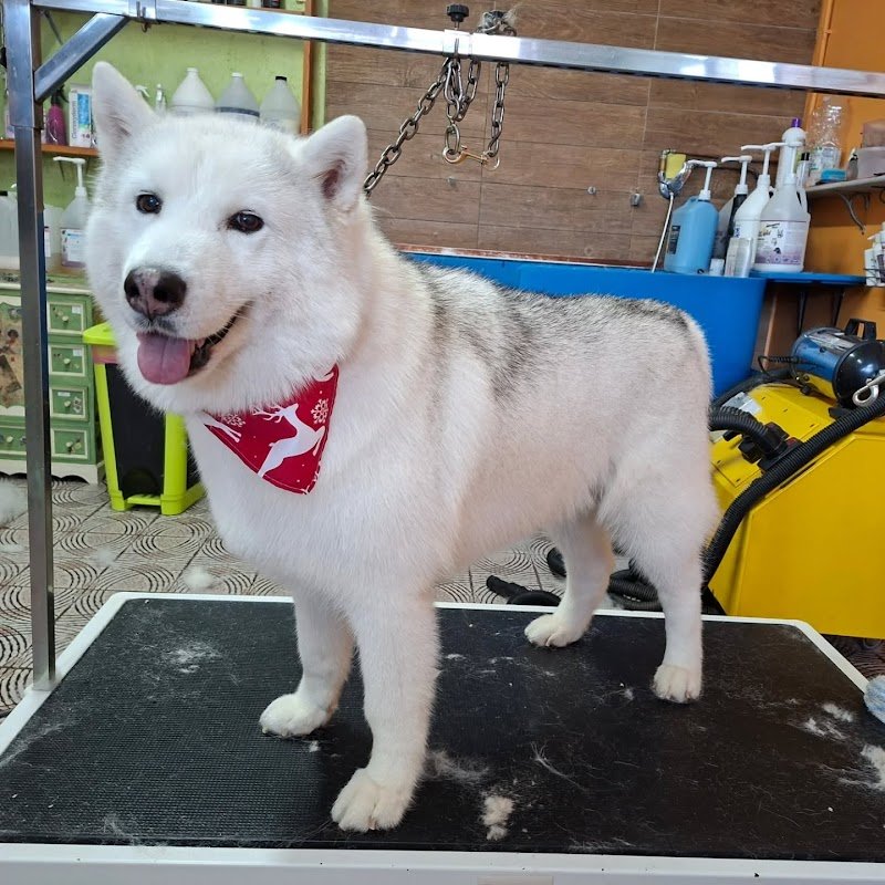 BeaBau | Toelette per cani e gatti - Foto 2