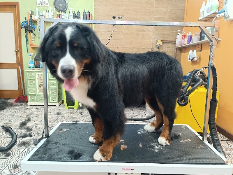 BeaBau | Toelette per cani e gatti - Foto 3